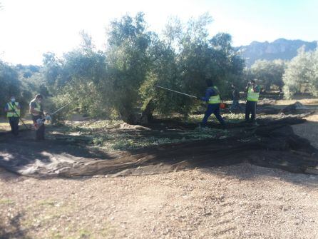 Momento de la recogida de la aceituna en una parcela junto al camino de los Picones