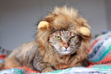 Fotografía de un gato caracterizado de león