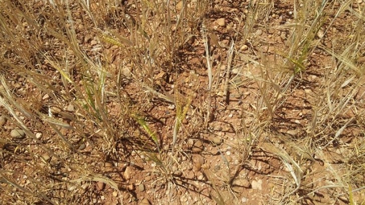 Sequía en los campos de cereal segoviano