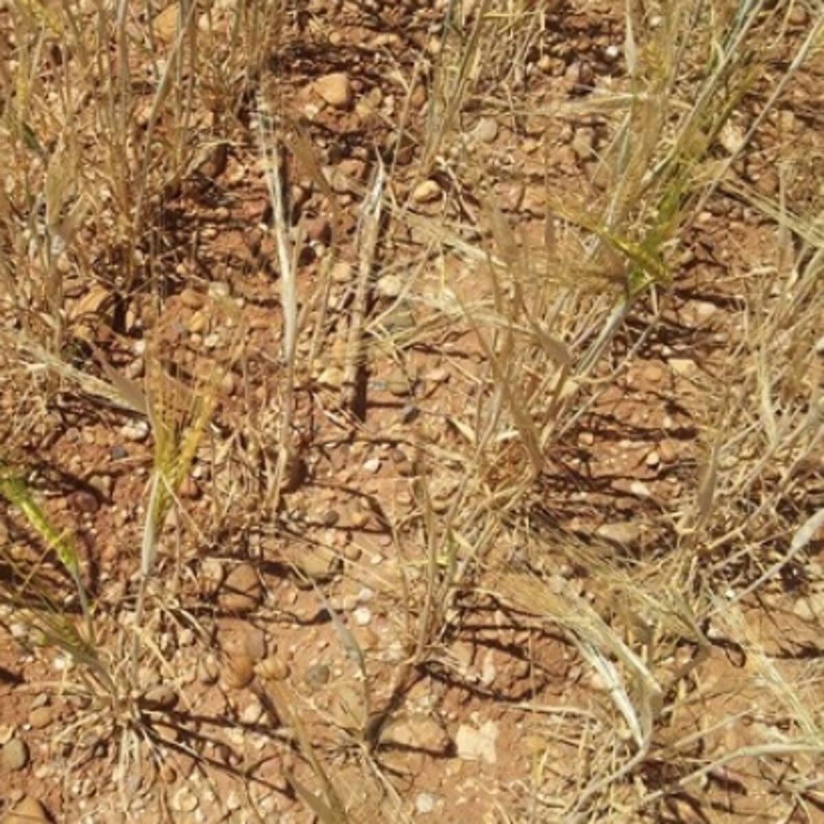 Los agricultores y ganaderos madrileños convocan una ‘tractorada’ para pedir más ayudas para la sequía