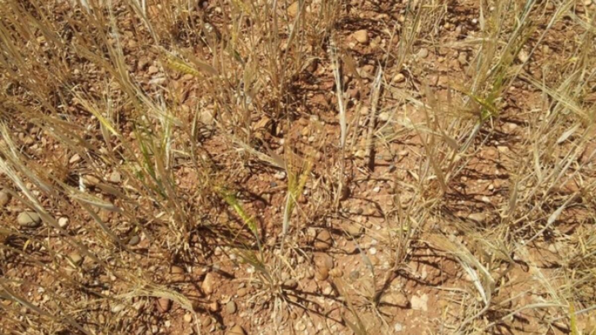 Alfredo Berrocal, presidente UGAMA sobre la marcha por la sequía que protagonizan agricultores y ganaderos este miércoles en Madrid capital