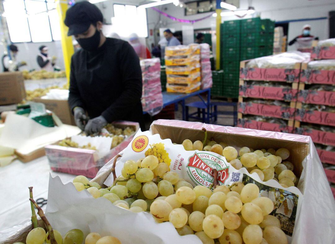 Una operaria trabaja en el empaquetado de uvas de la D.O. Uva de Mesa del Vinalopó destinada a las campanadas de Fin de Año. 