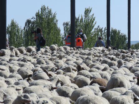 Paso del ganado por la Avenida del Campo de la Verdad