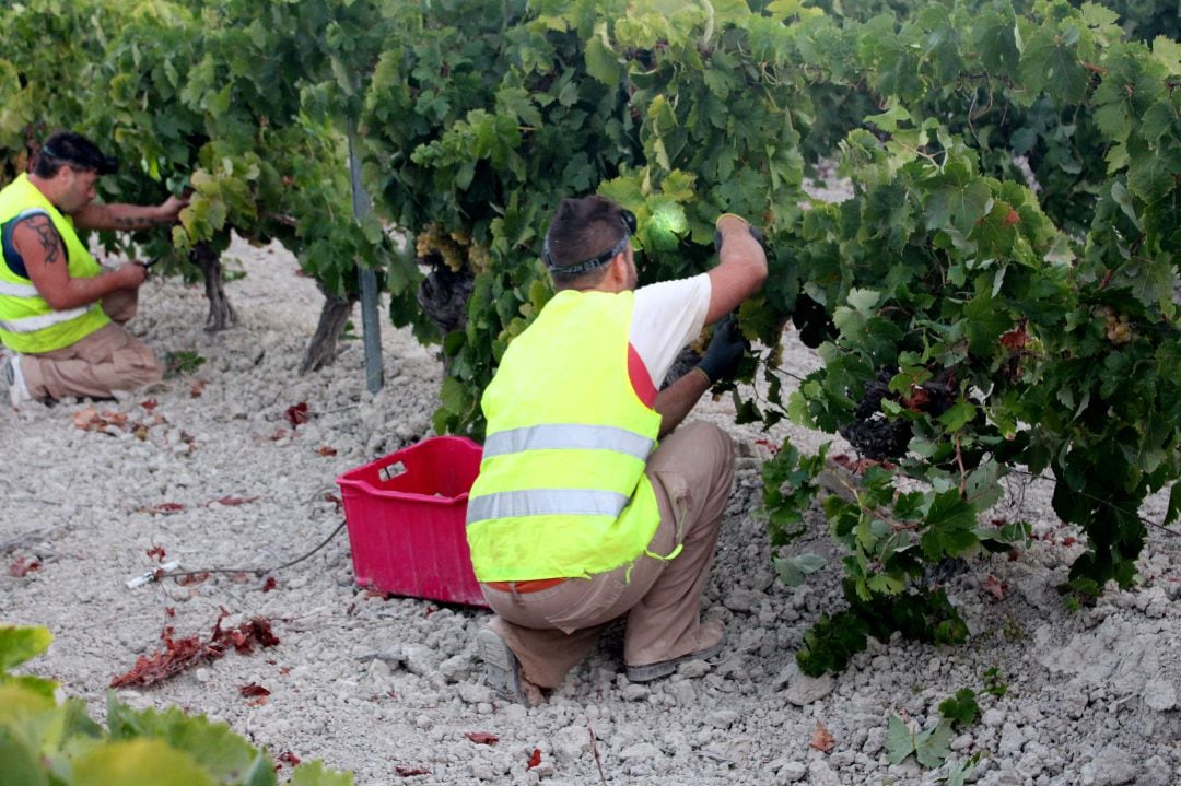 Vendimiador en la campiña de Jerez