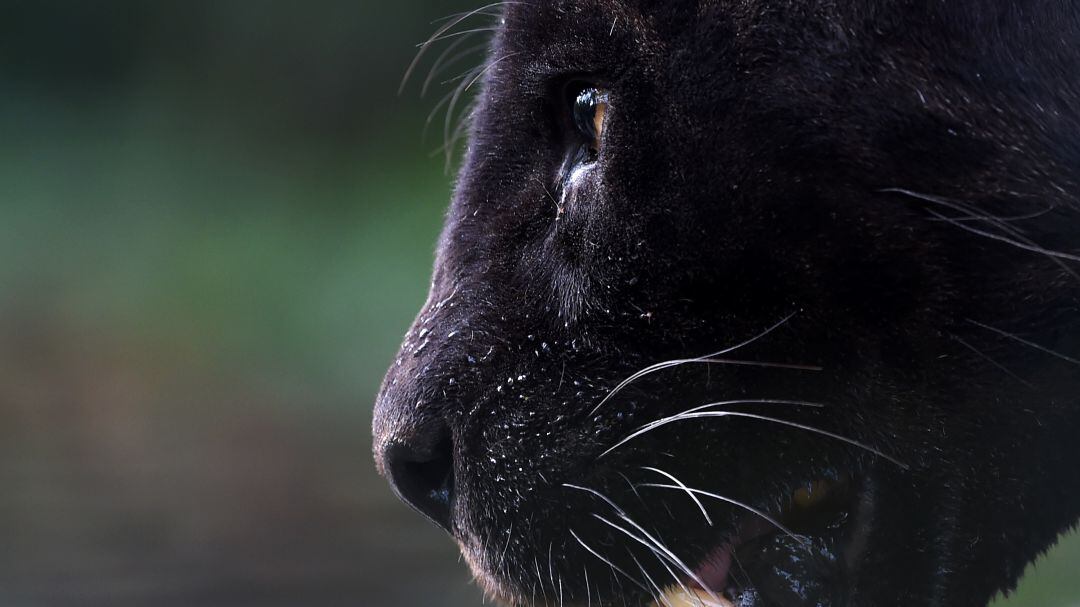 El animal ha sido descubierto en Kenia.