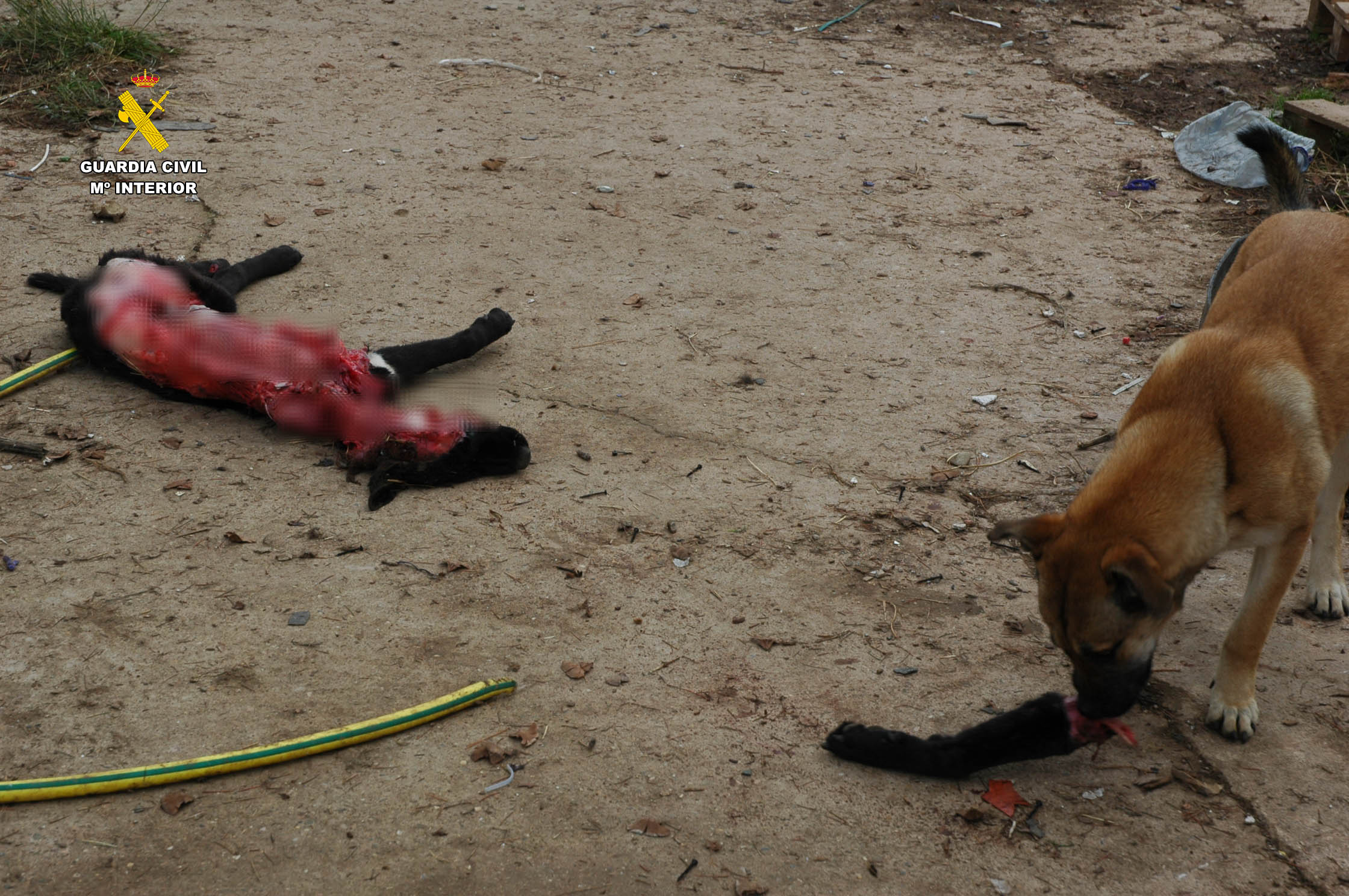 Maltrato animal en La Rioja: un perro muerto y otros seis abandonados, sin comida y rodeados de excrementos