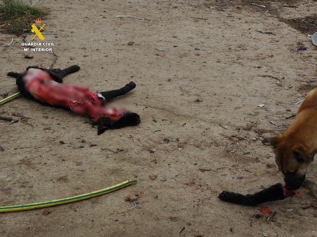 Maltrato animal en La Rioja: un perro muerto y otros seis abandonados, sin comida y rodeados de excrementos