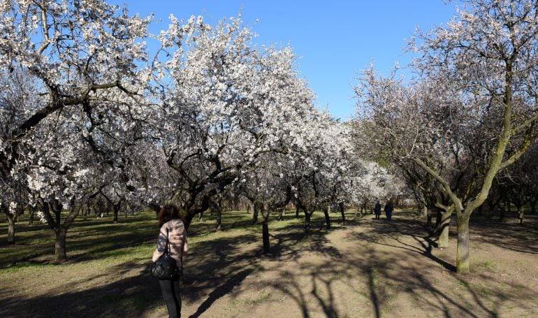 Parque de Quinta de los Molinos en Madrid.