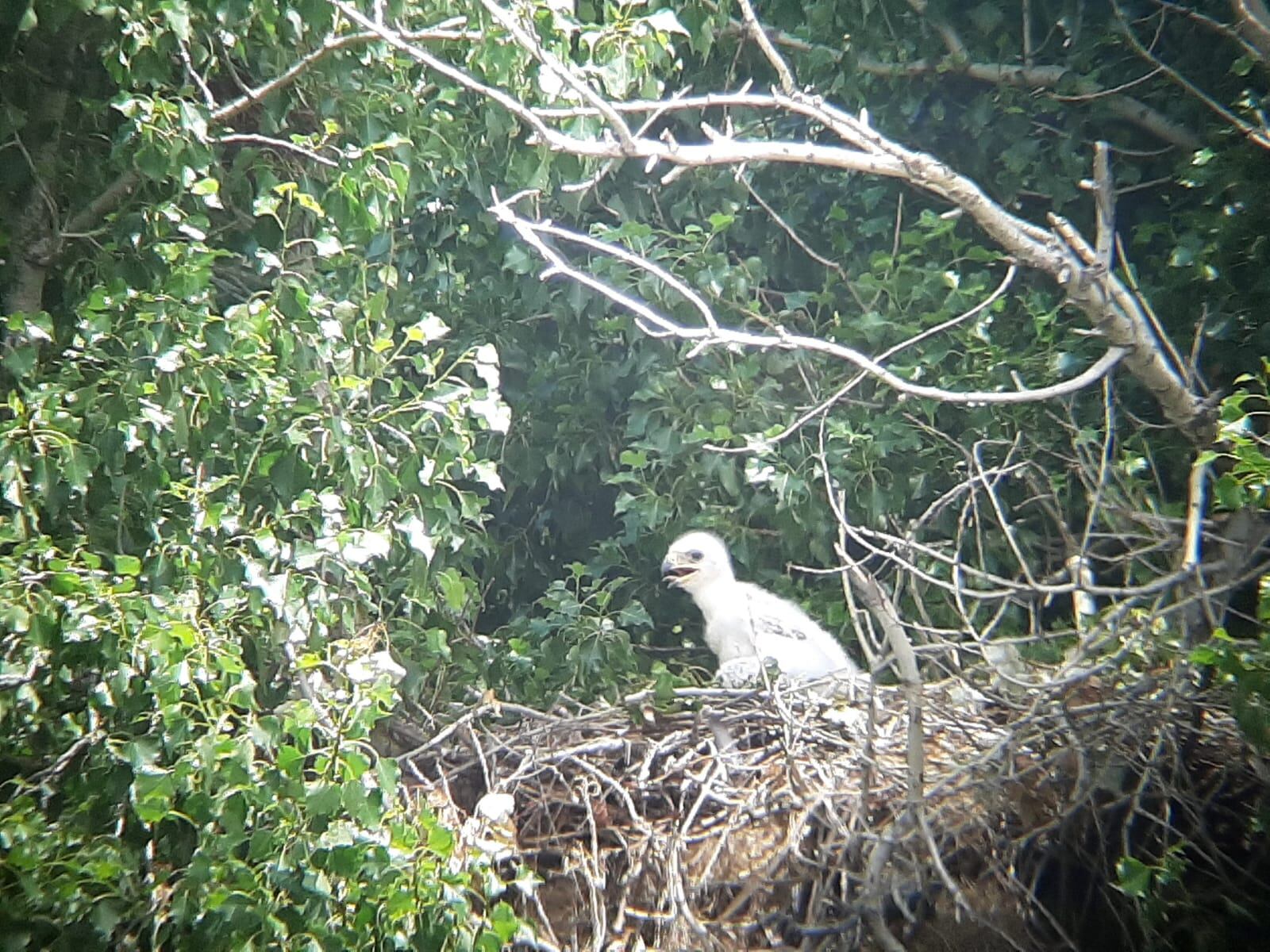 Nido de águila imperial en el Parque Regional del Sureste de la Comunidad de Madrid