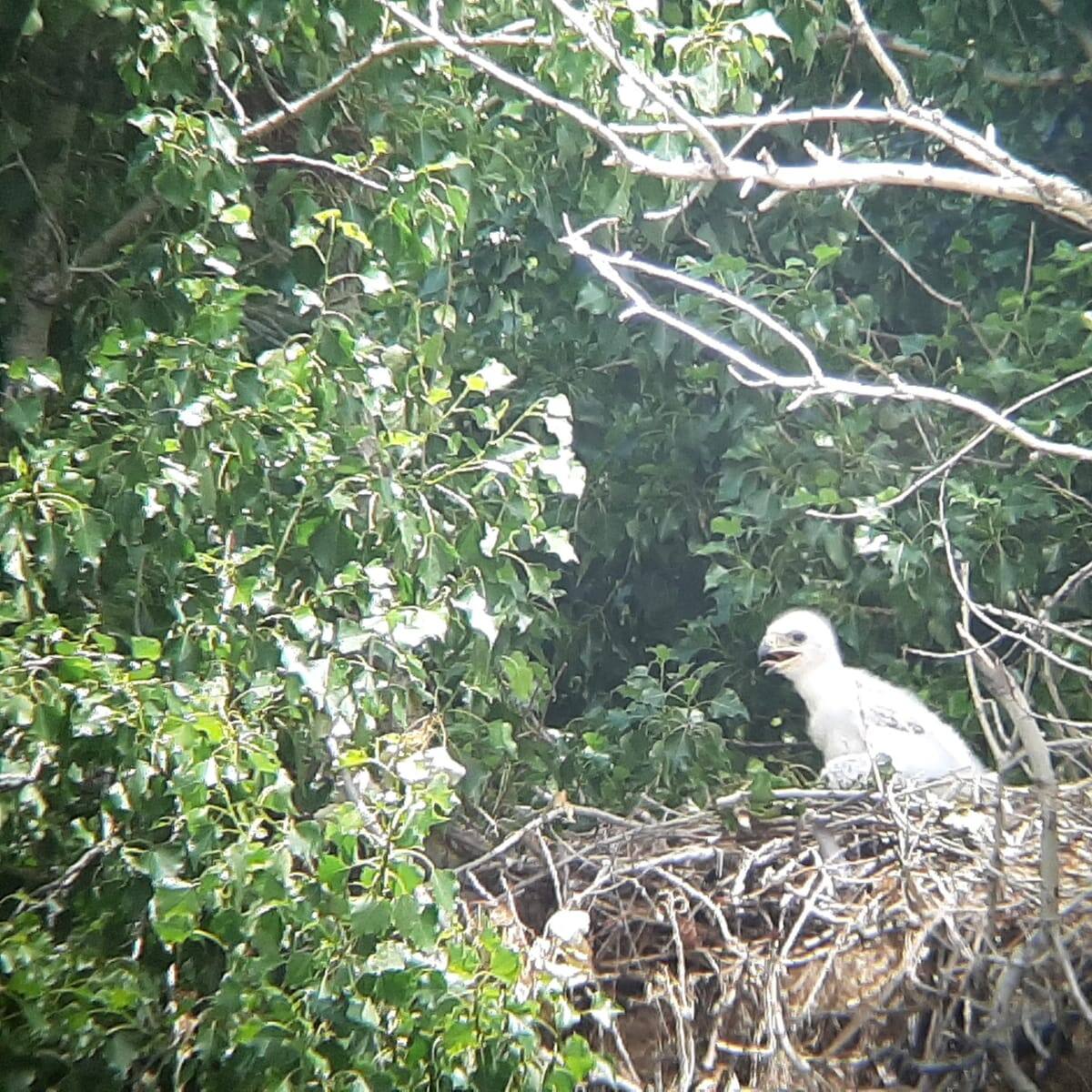 El águila imperial vuelve al Parque Regional del Sureste