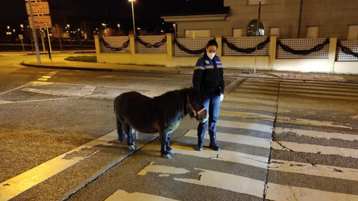 La Policía Municipal captura un poni suelto y lo devuelve a su dueño