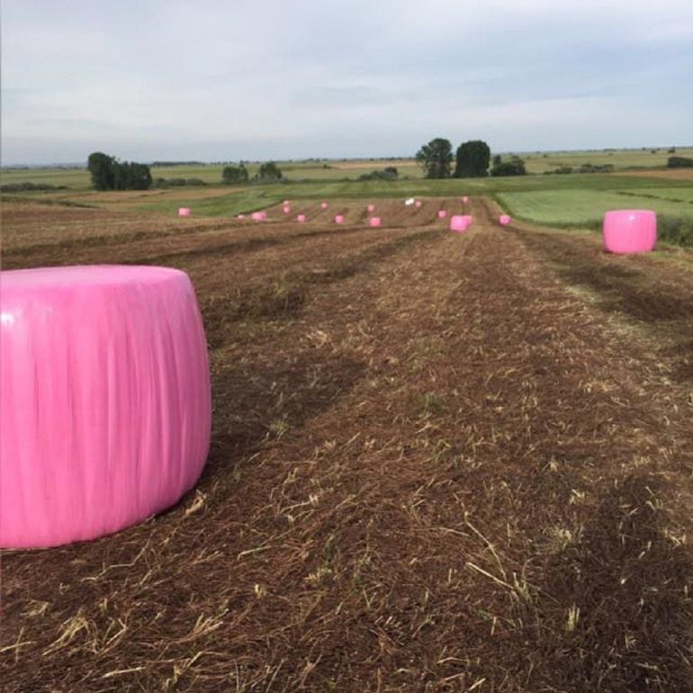 Imagen del campo con las pacas envueltas en plástico rosa en una feliz iniciativa del Grupo Tecnipec que tiene fines benéficos