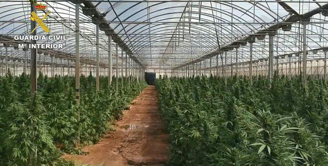 Plantación de marihuana en la nave de Cheste