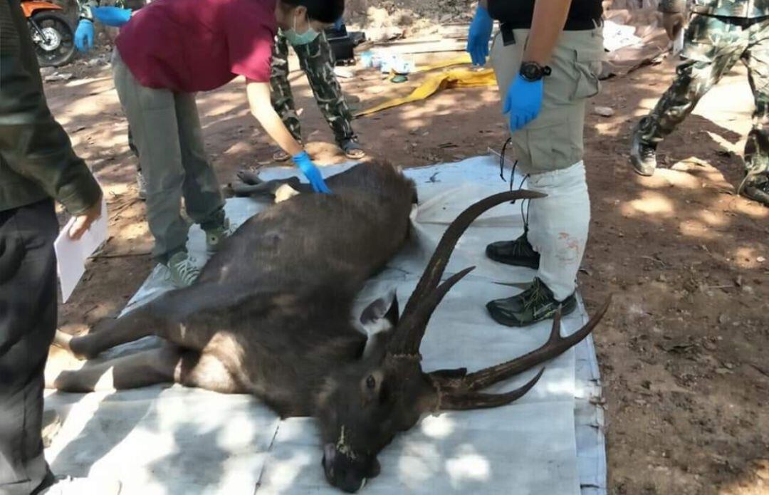 Encuentran un ciervo muerto con siete kilos de basura en su estómago