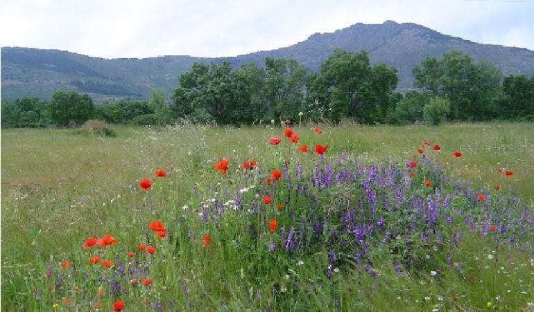 Los 15 municipios del Parque de Guadarrama recibirán 421.000 euros