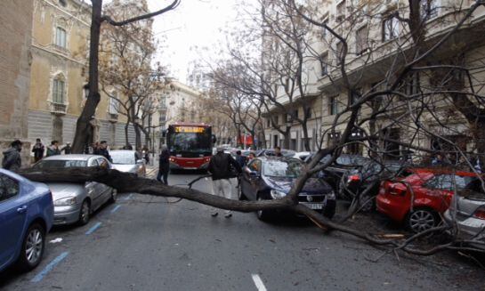 Ábrol caído en la Calle Poeta Querol, en Valencia