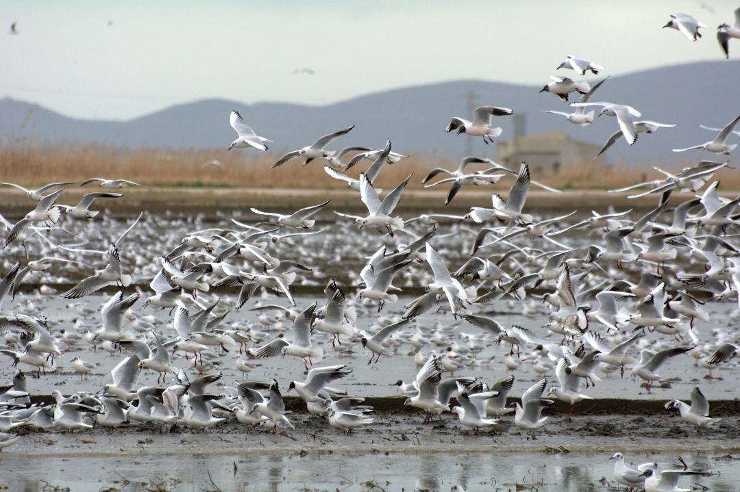 Cientos de pájaros en la Albufera de València