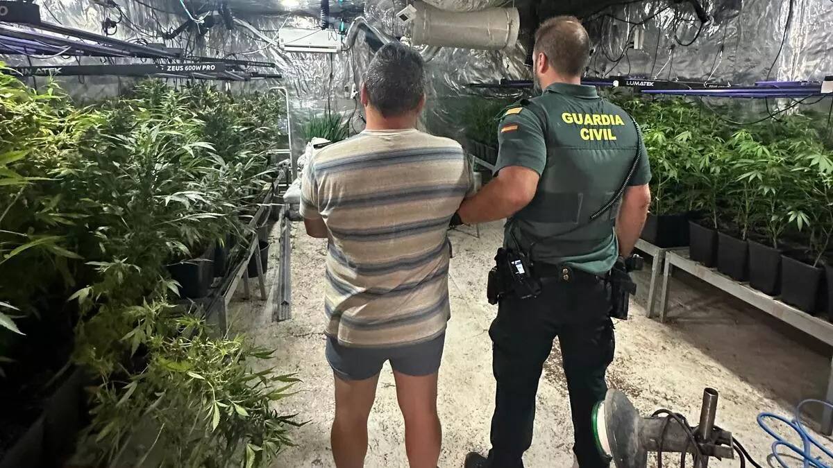 Detingut a Albaida amb 820 plantes de marihuana i 3kg preparats per a la venta