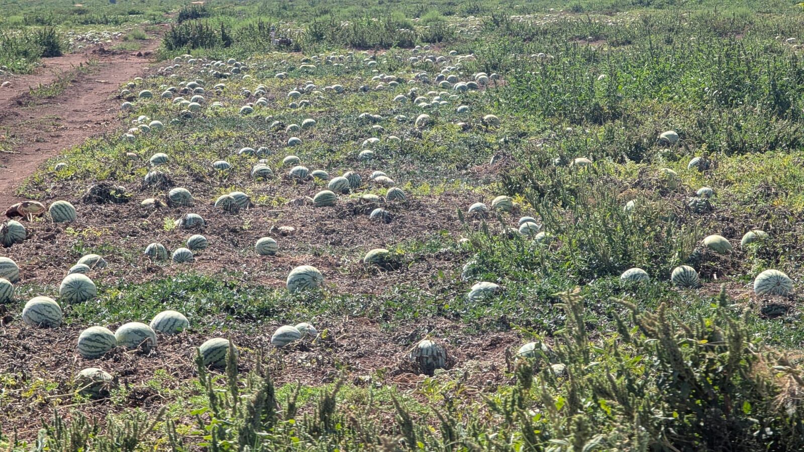 Sandias en una de las fincas de cultivo de Yecla