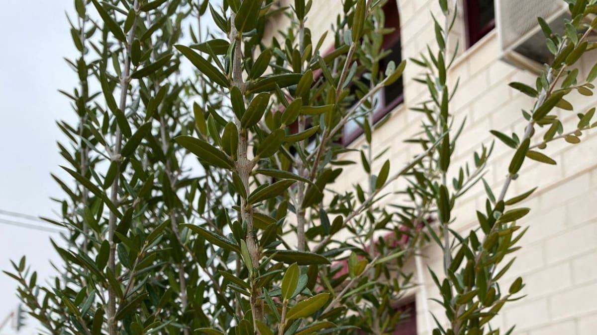 ¡Verde que te quiero verde!