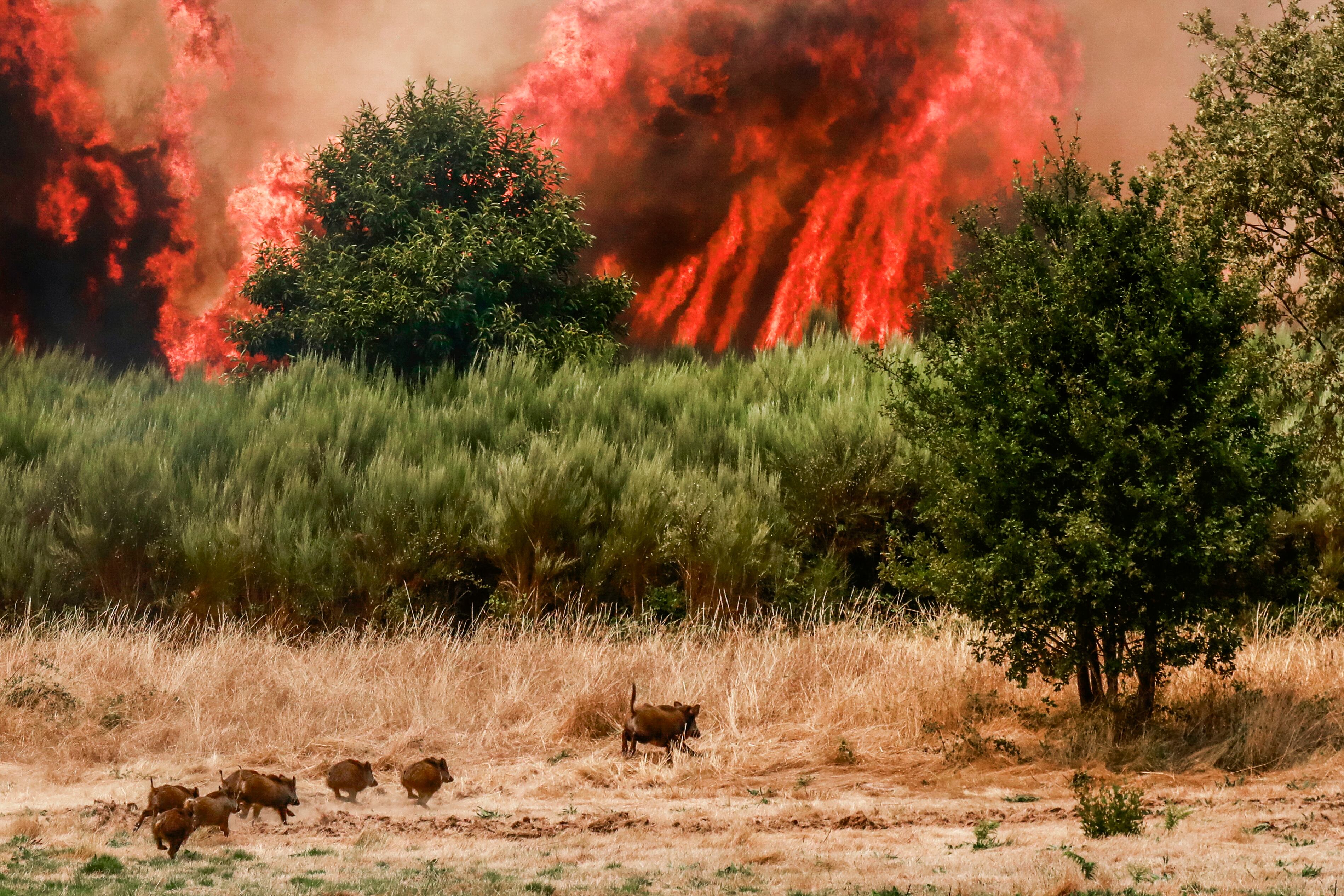 Incendio forestal de Trancoso, en Portugal