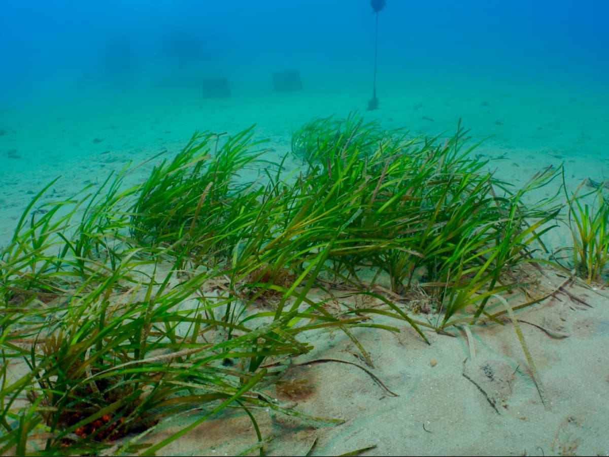 Impulsan la restauración de praderas marinas en la Costa del Sol