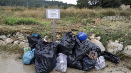 Basura recogida de un pinar