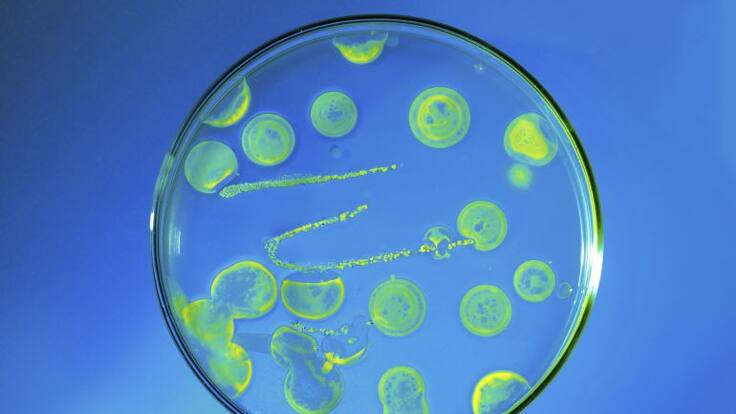 La llavor (26/05/2018)