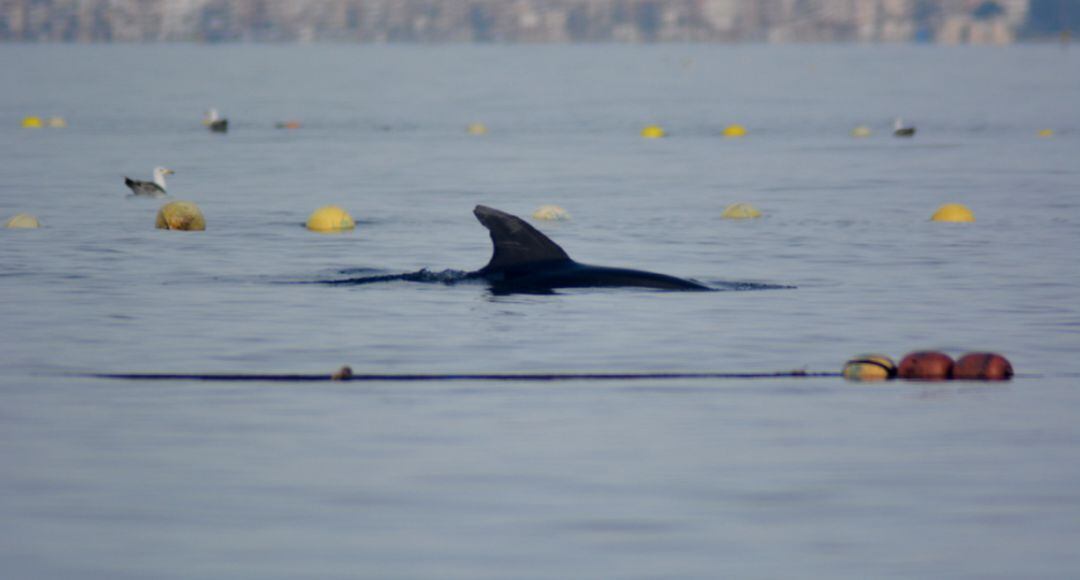 Delfines mulares en la almadraba de La Azohía