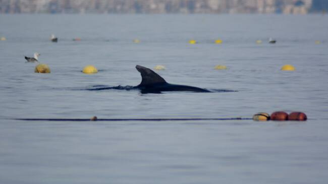Delfines mulares en la almadraba de La Azohía