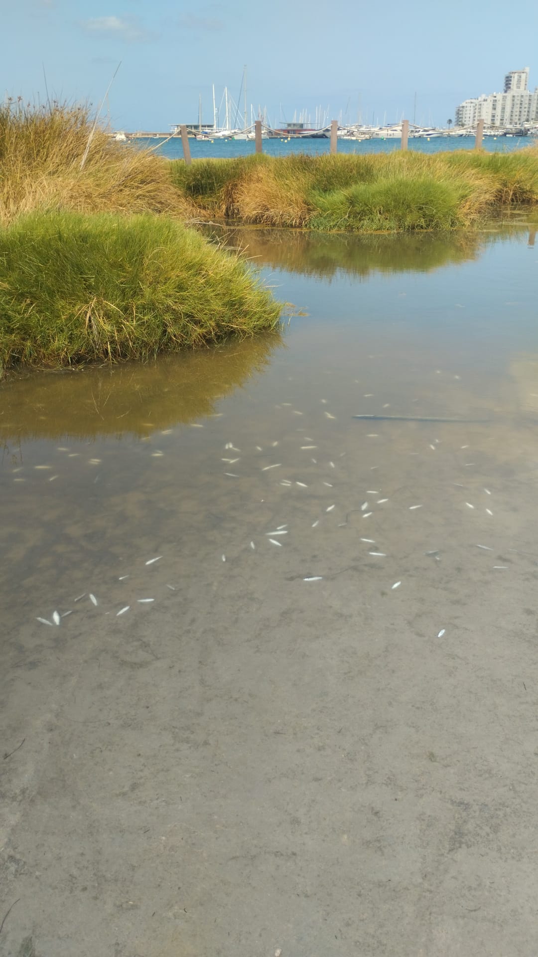 Peces muertos (foto: Salvem sa Badia)