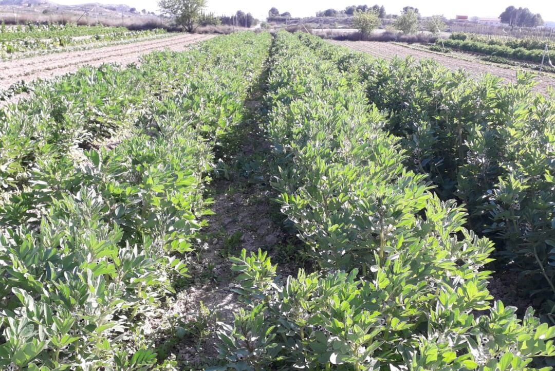 Plantación de habas en Eco Huerto Sax