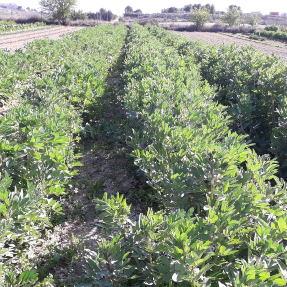 José Domingo, agricultor ecológico: Habas, producto estrella del mes de marzo