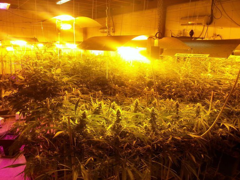 Plantación de marihuana ajena a la información