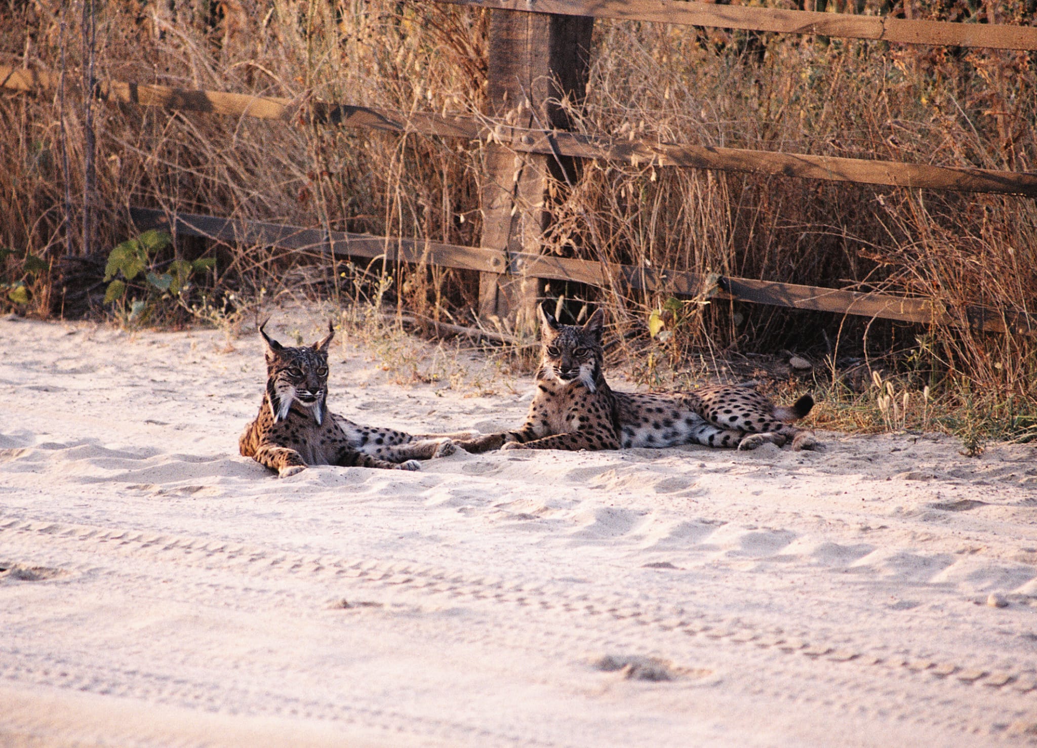 Linces en el Parque Nacional de Doñana