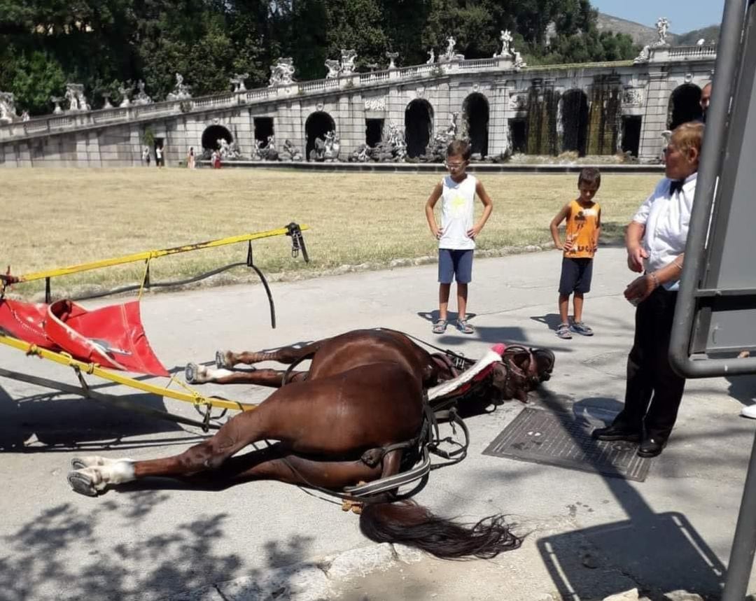 Un caballo muere por golpe de calor en Italia.