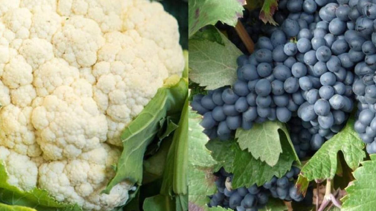 La Buena Mesa - Sorprendiendo con coliflor y acabando la vendimia (26/10/2020)