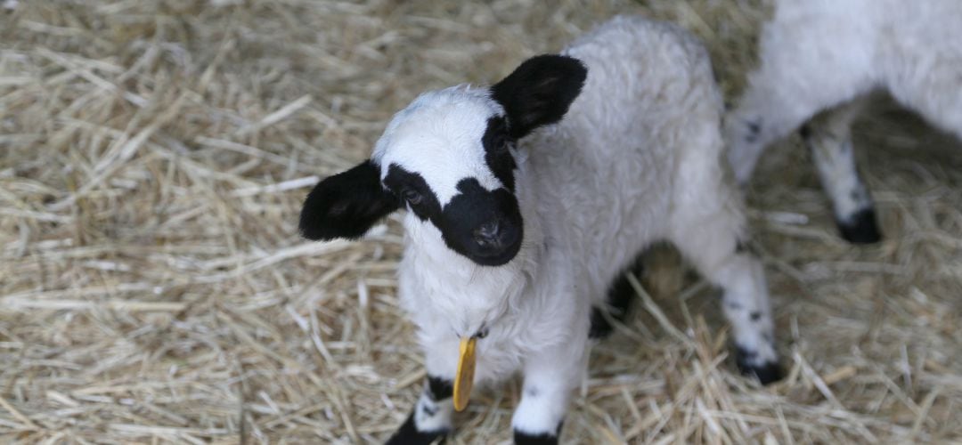 UPA denuncia la entrada de lechazos procedentes de Francia