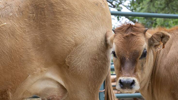 Más de 35 productores ofrecen sus productos a través de la plataforma 'Mejor cuanto más próximo'