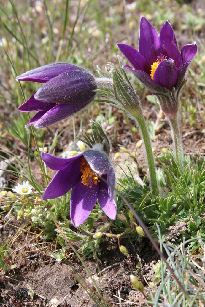 Pulsatilla rubra.