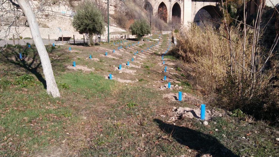 El Ayuntamiento de Alcoy reforesta parte del cauce del río Riquer con 750 plantones.