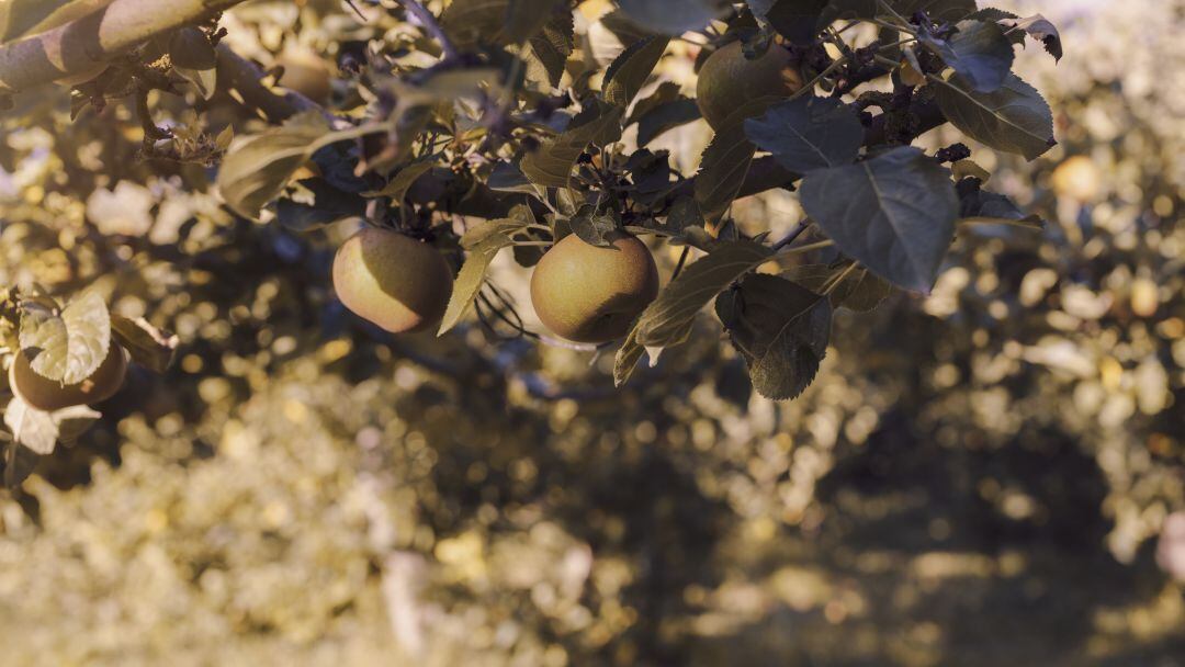 Manzanas reinetas