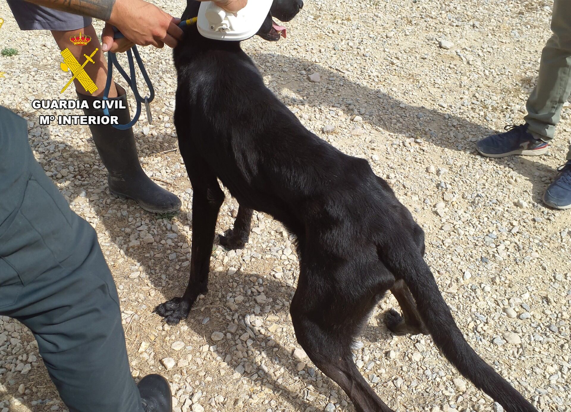Perro desnutrido en San Pedro del Pinatar