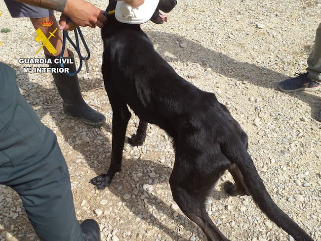Perro desnutrido en San Pedro del Pinatar