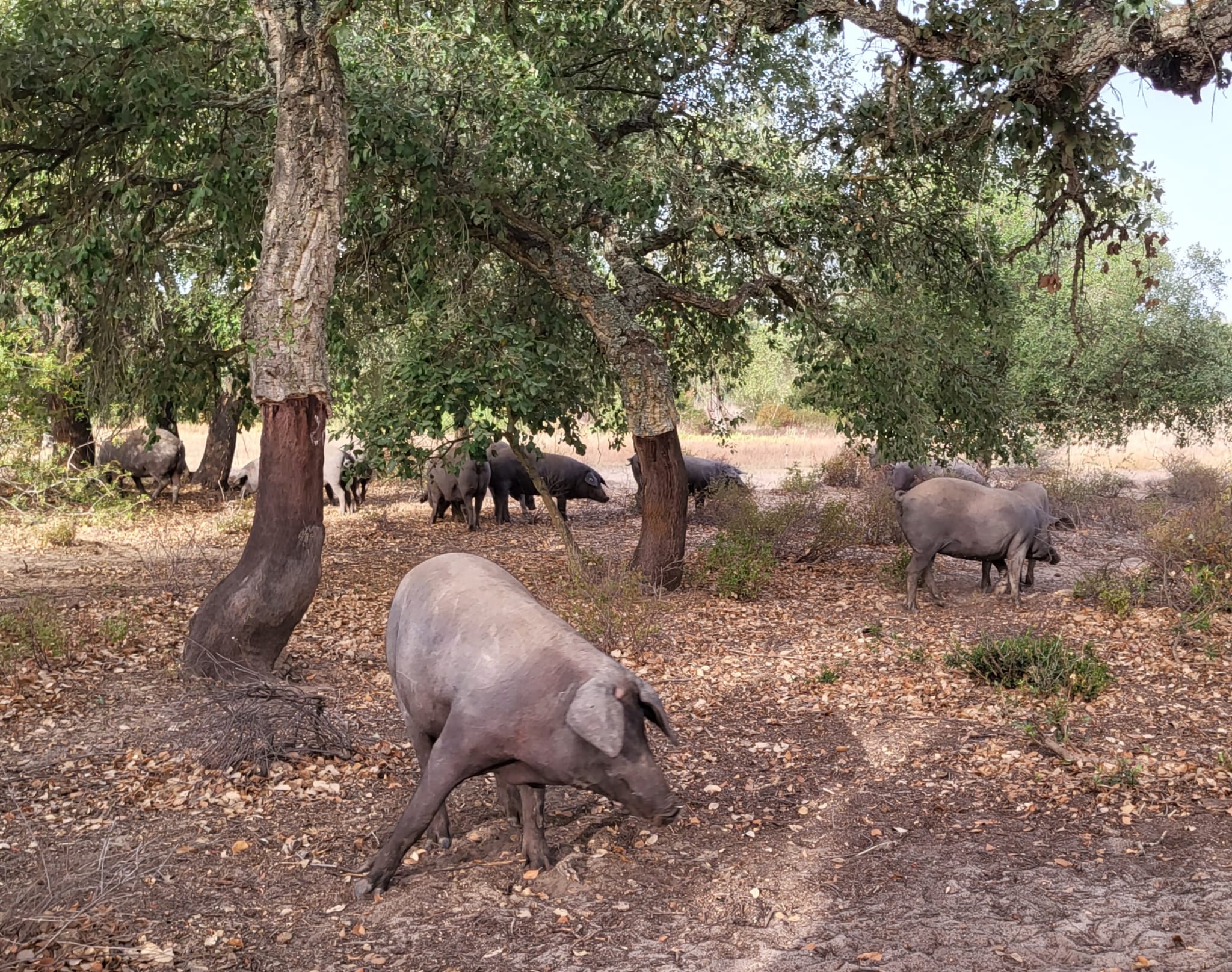 Cerdos ibéricos de la finca de Pedro Álvarez