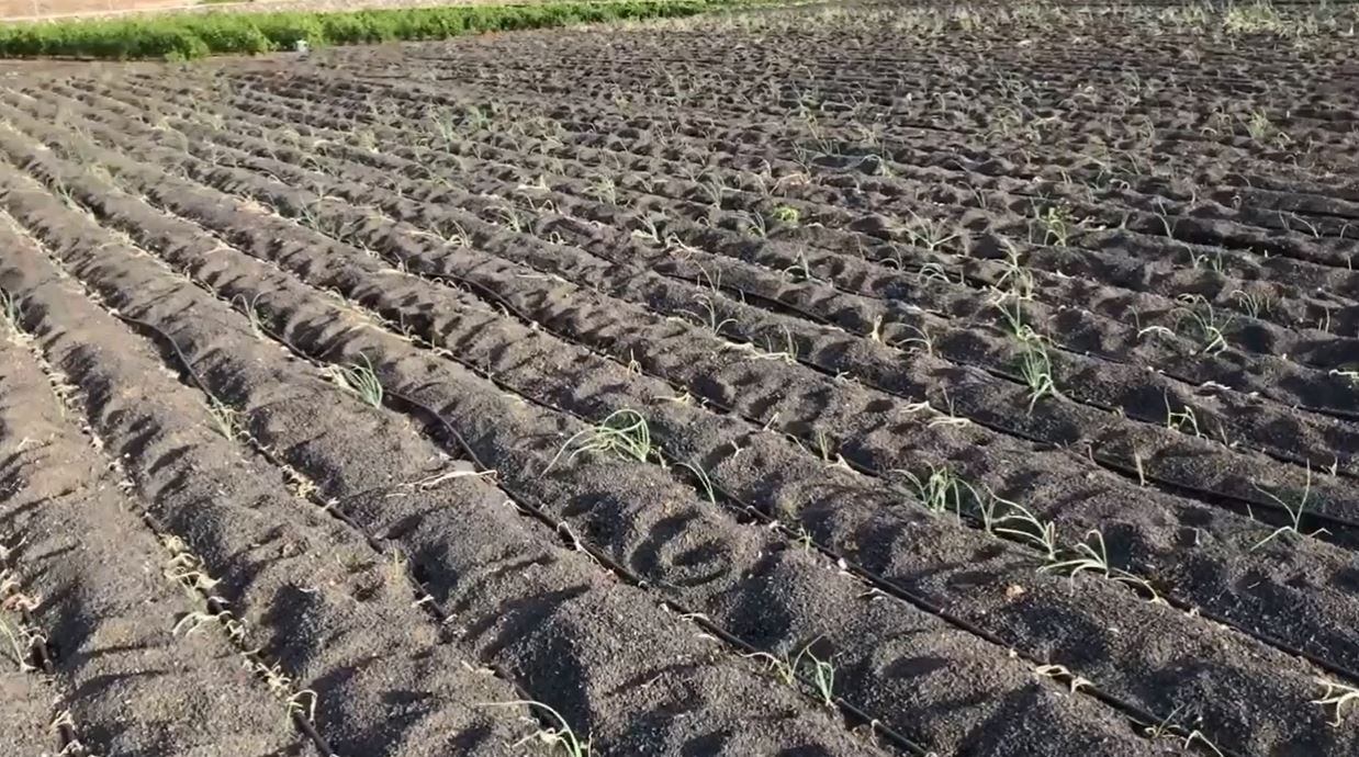 Uno de los cultivos de Lanzarote.