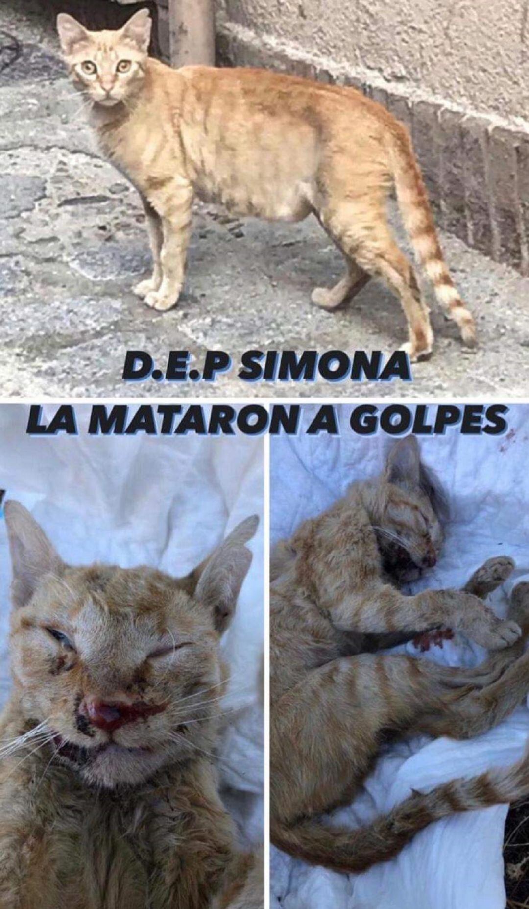 Denuncian la muerte de una gata tras sufrir una paliza en San Lorenzo 