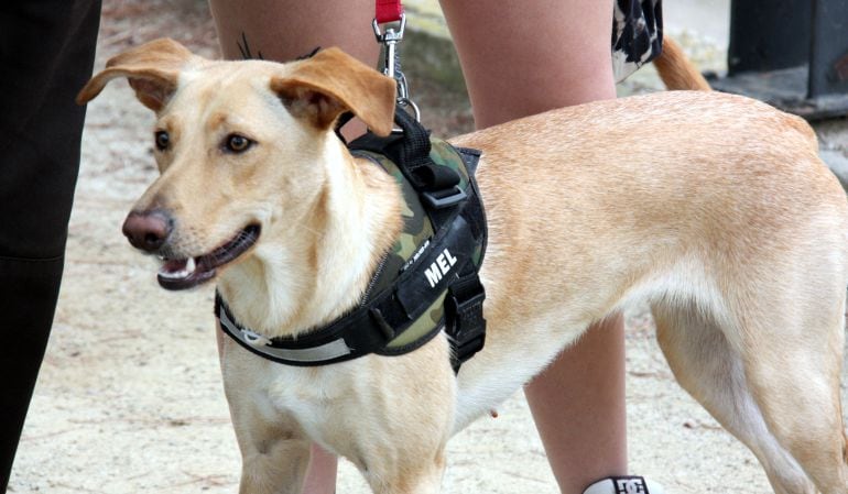 Els propietaris incívics ho pagaran car.