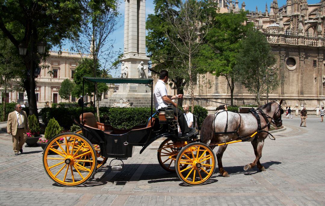 Un típico coche de caballos a su paso por la Plaza del Triunfo