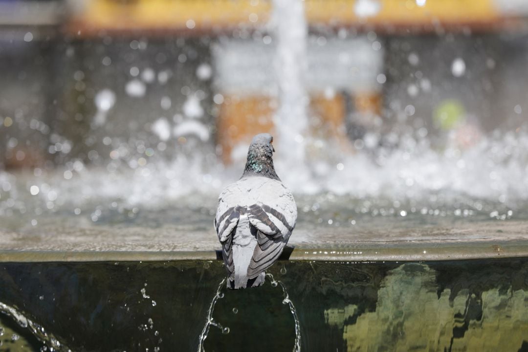 Según un estudio de eltiempo.es, el verano en 2050 podría dejar notar aún más los efectos del cambio climático, que podrían agravarse incluso si se tiene la tasa más alta de contaminantes y forzamiento radiactivo, es decir, un escenario más pesimista. 